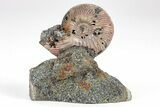Iridescent, Pyritized Ammonite (Quenstedticeras) Fossil Display #209455-1